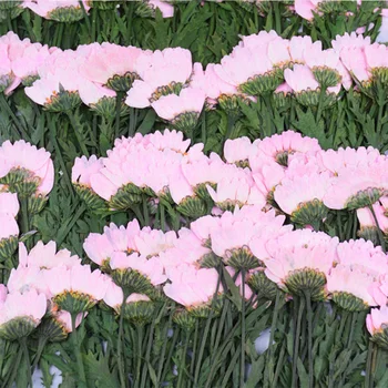 Kristāla Žāvēti krizantēmu ziedu spiešanu nospiests ziedu pilienu telefonu gadījumā aplikācijas ziedu glezniecības materiāla 10pcs/maiss